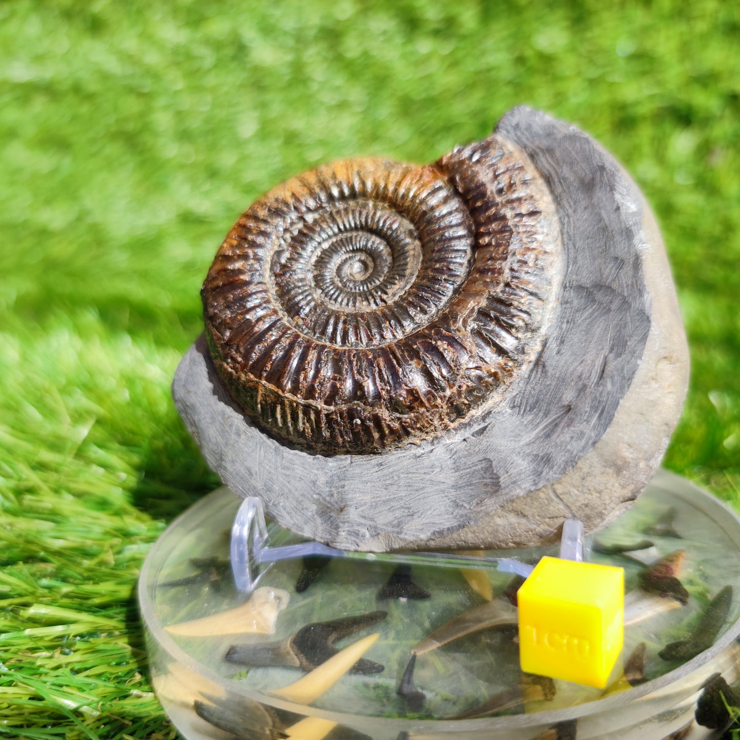 Ammonite Fossil Dactylioceras Whitby Yorkshire