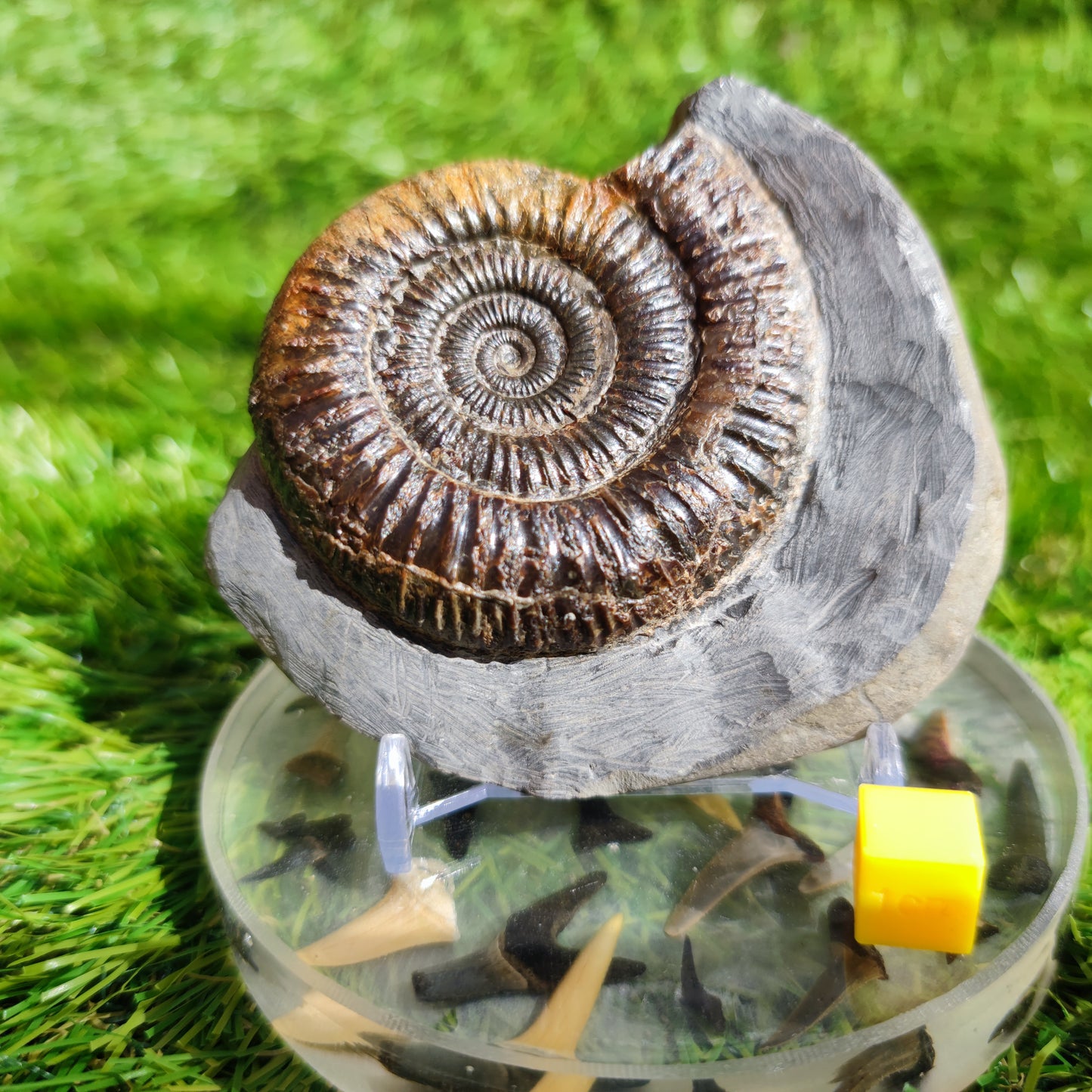 Ammonite Fossil Dactylioceras Whitby Yorkshire