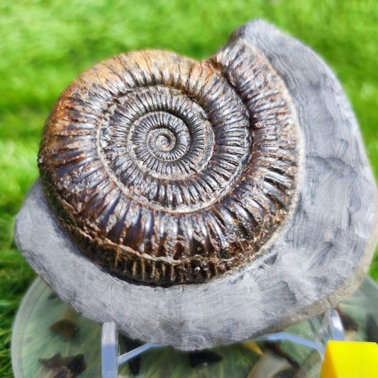 Ammonite Fossil Dactylioceras Whitby Yorkshire