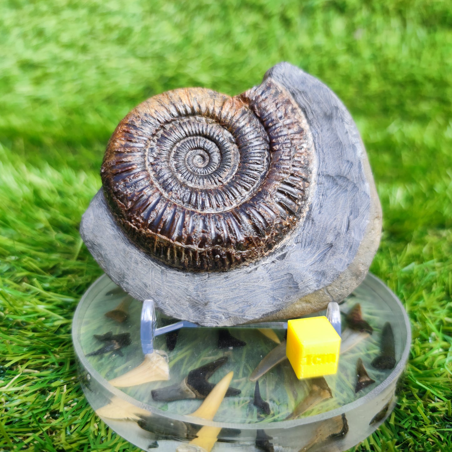 Ammonite Fossil Dactylioceras Whitby Yorkshire