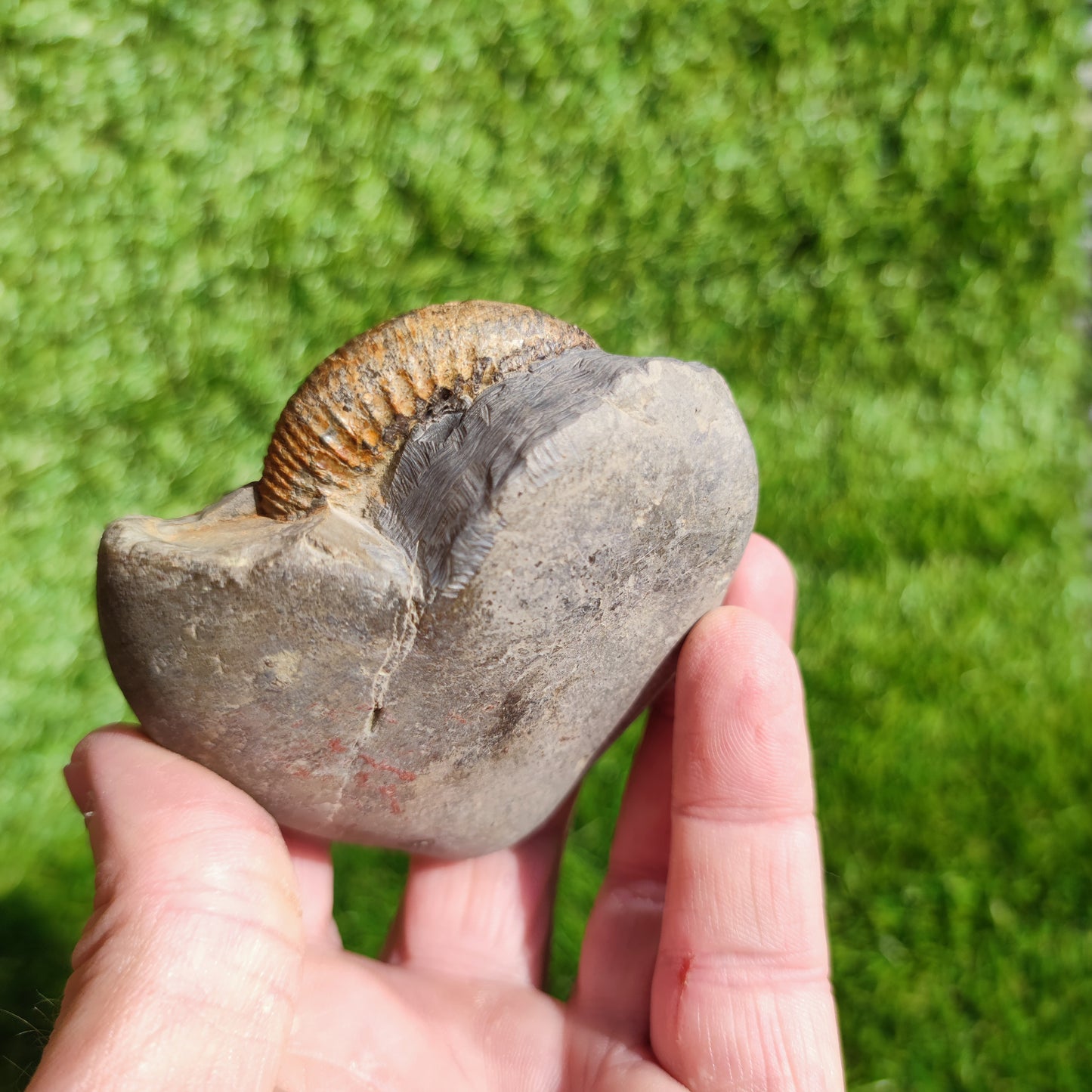 Ammonite Fossil Dactylioceras Whitby Yorkshire