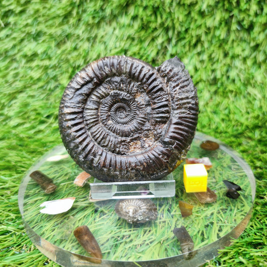 Ammonite fossil Jurassic coast Whitby Limestone nodule