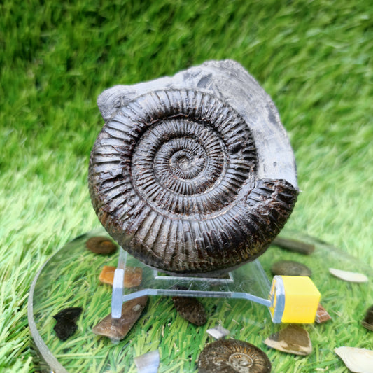 Dactylioceras ammonite fossil Port Mulgrave