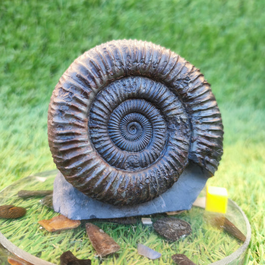 Big ammonite fossil with cut base Sandsend Yorkshire
