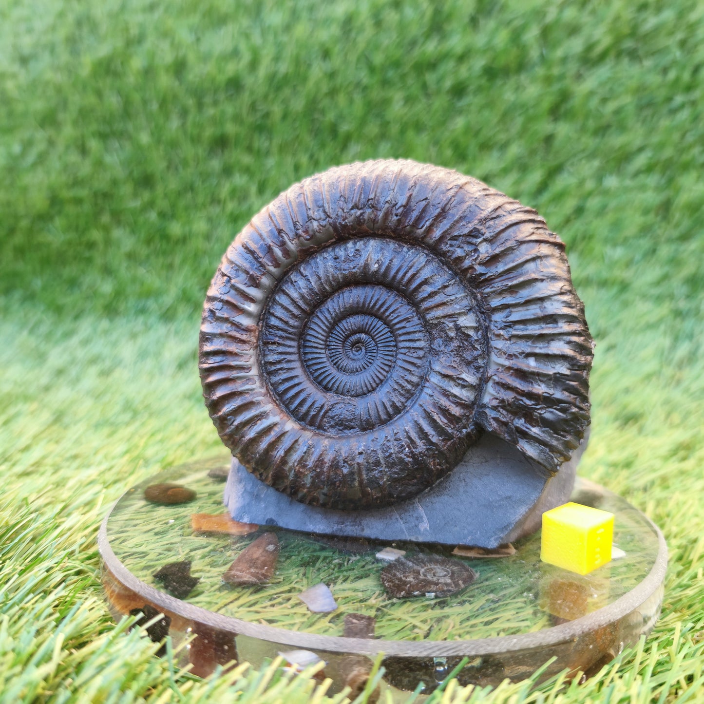 Big ammonite fossil with cut base Sandsend Yorkshire