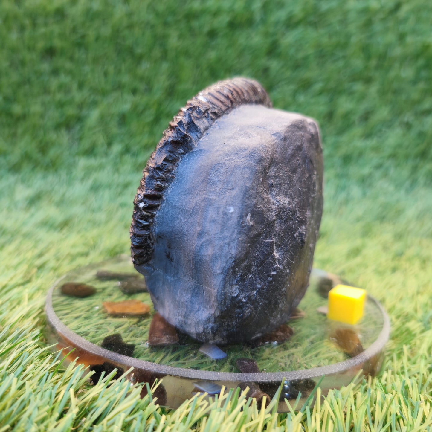 Big ammonite fossil with cut base Sandsend Yorkshire
