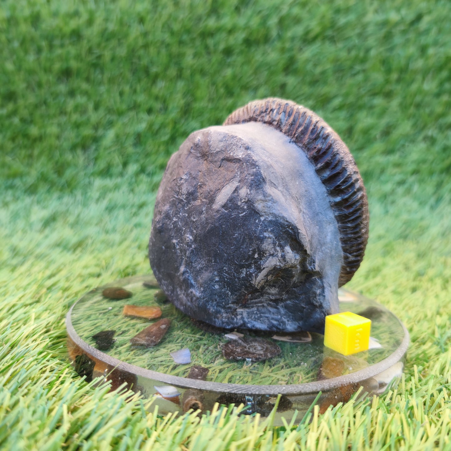 Big ammonite fossil with cut base Sandsend Yorkshire