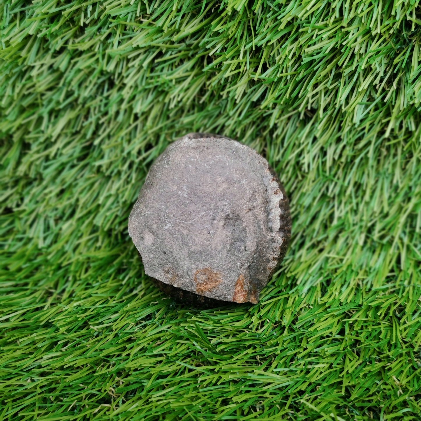 Ammonite fossil Whitby Yorkshire Jurassic coast