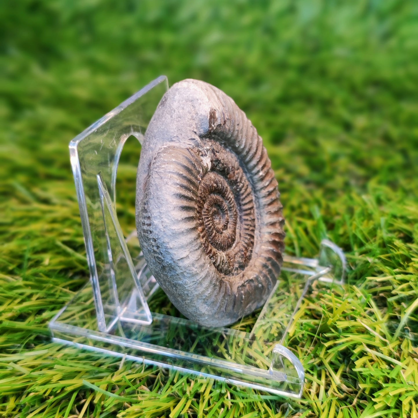Ammonite fossil Yorkshire Jurassic coast