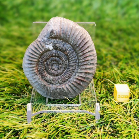 Ammonite fossil Yorkshire Jurassic coast