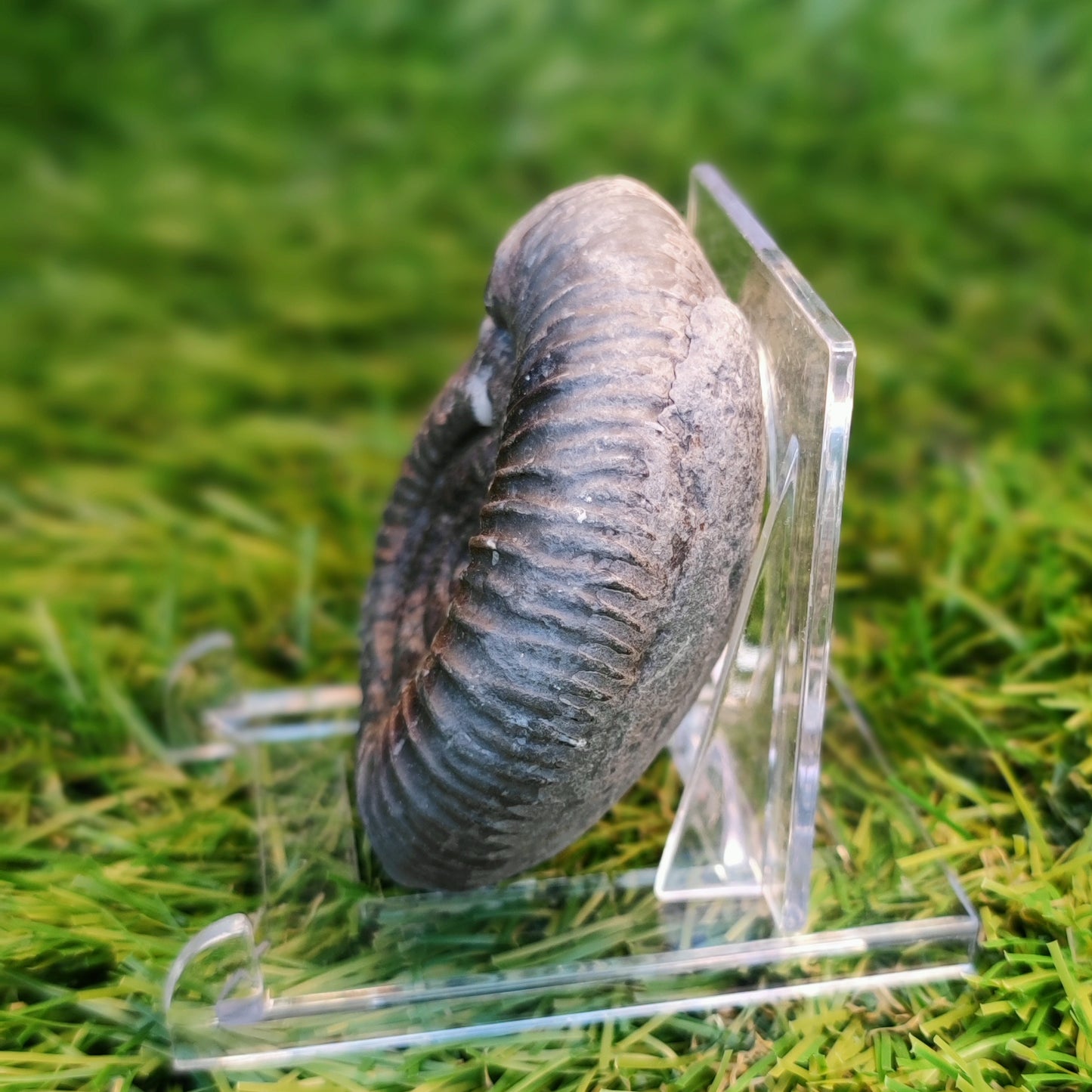 Ammonite fossil Yorkshire Jurassic coast