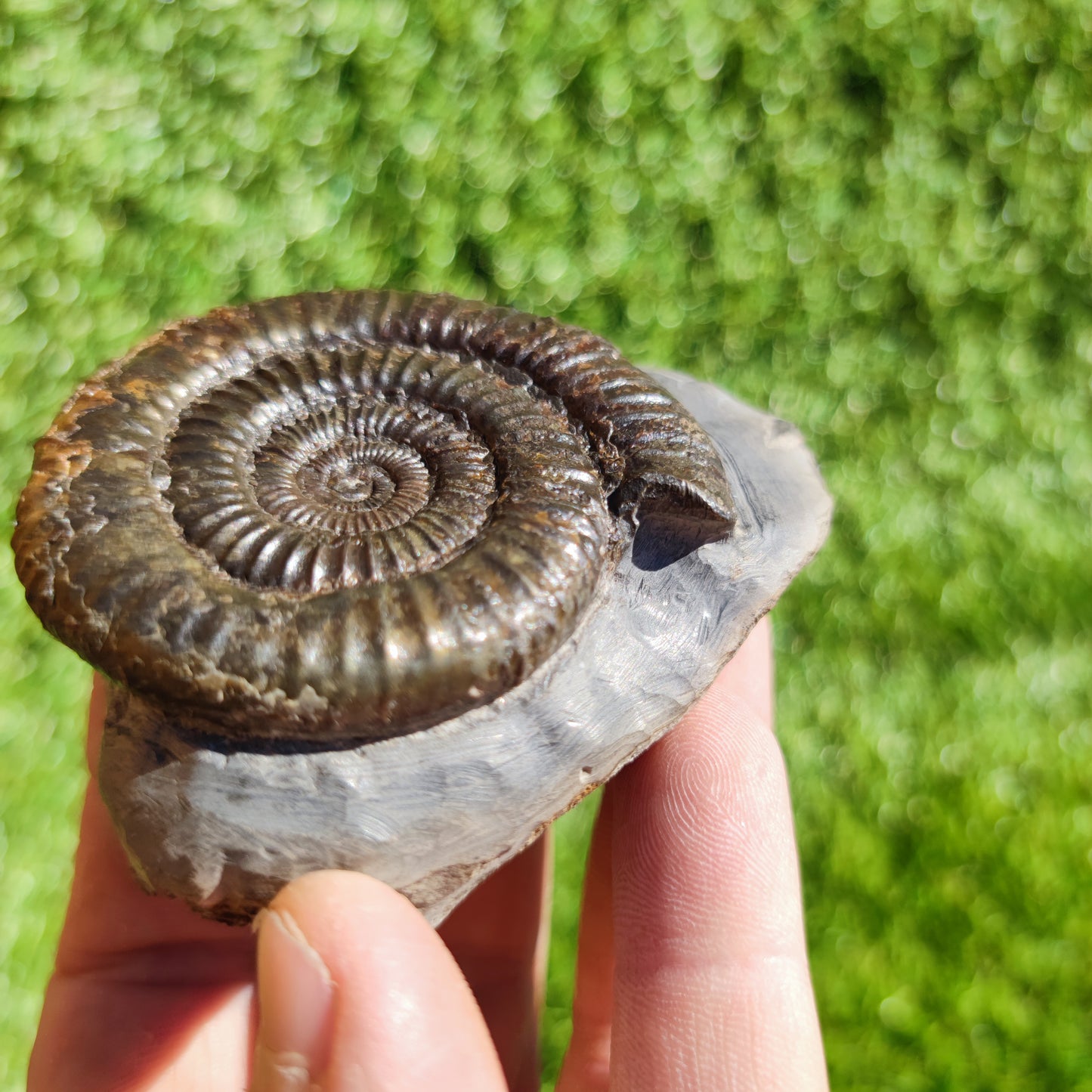 Ammonite fossil Dactylioceras North Yorkshire