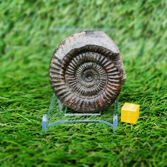 Ammonite fossil Whitby Yorkshire Jurassic coast
