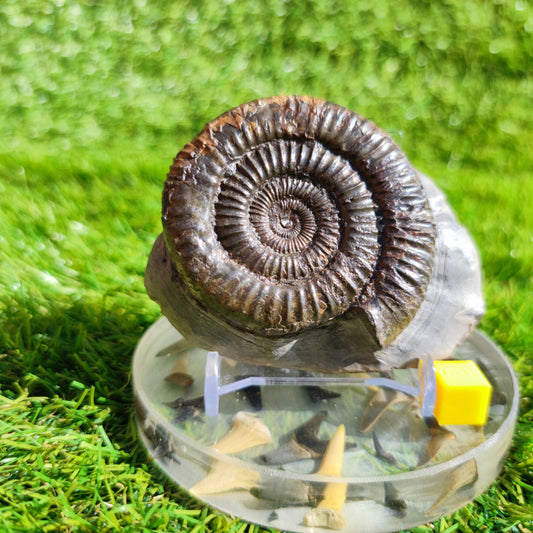 Ammonite fossil Dactylioceras North Yorkshire