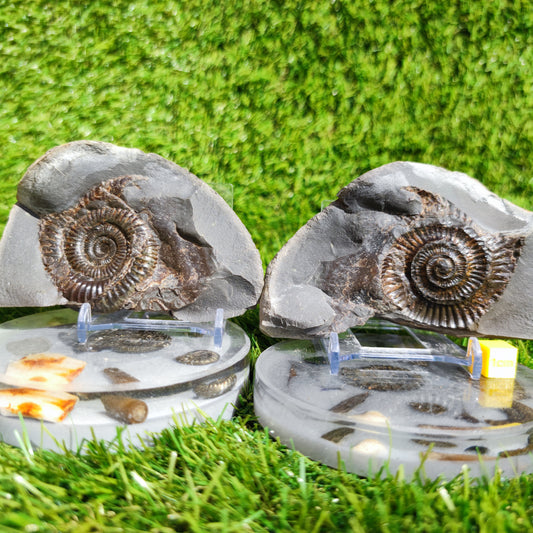 Ammonite fossil split pair Whitby Yorkshire