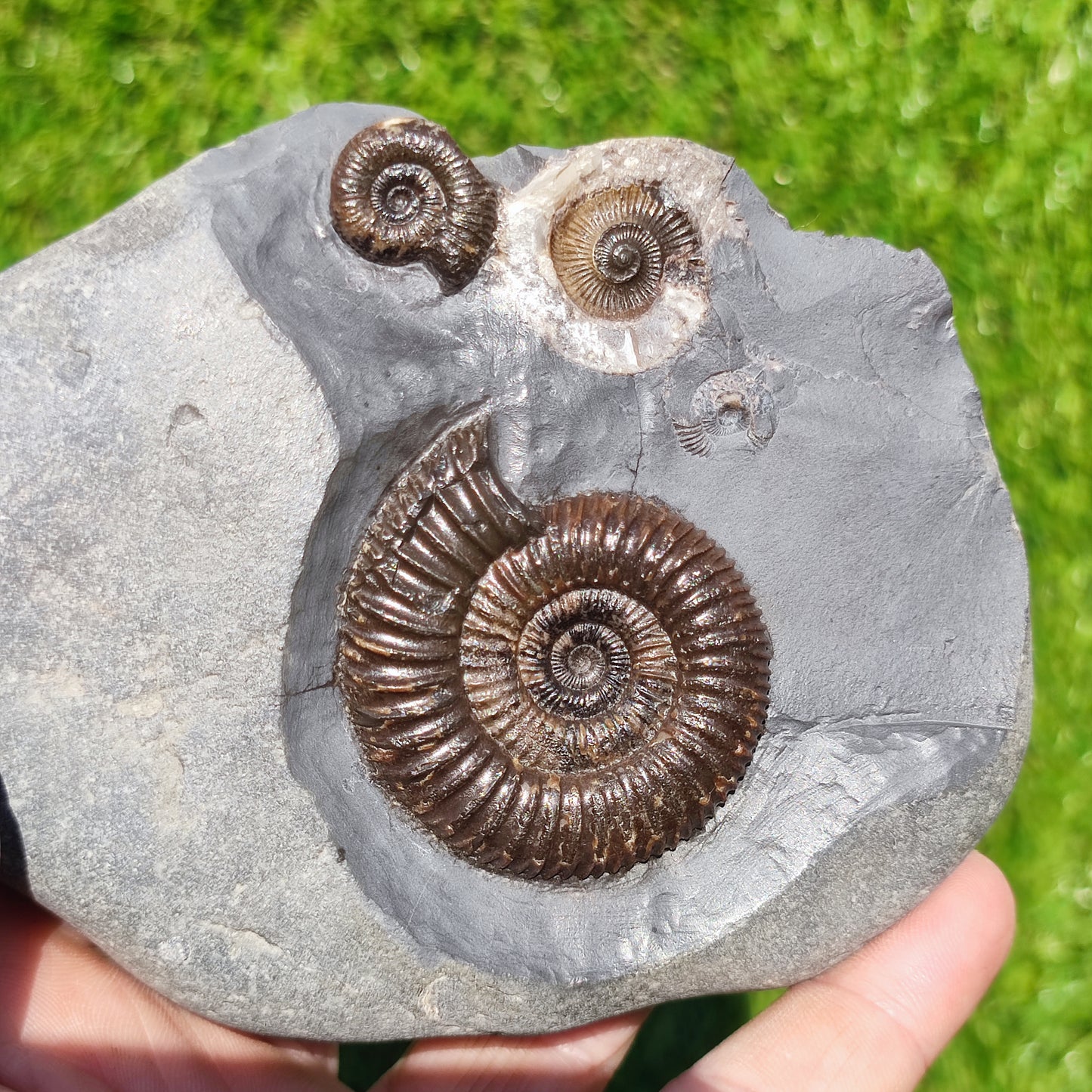 Ammonite fossil multi block Whitby Your fossil