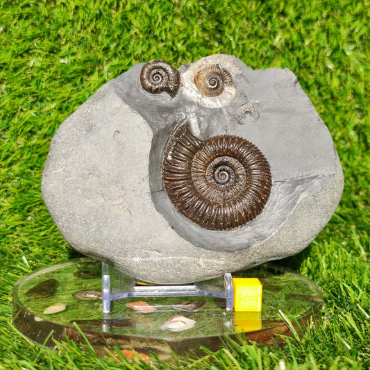 Ammonite fossil multi block Whitby Your fossil