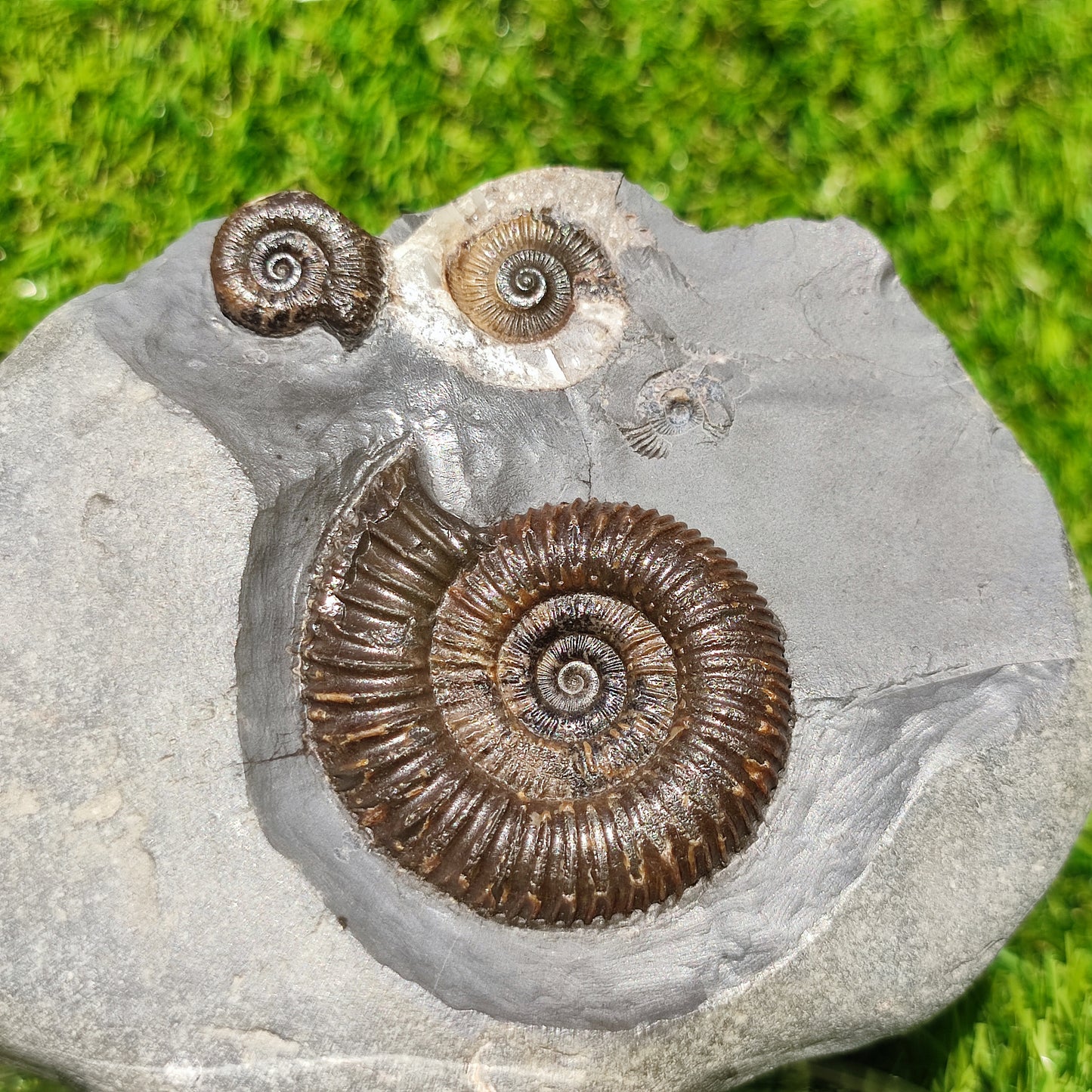 Ammonite fossil multi block Whitby Your fossil