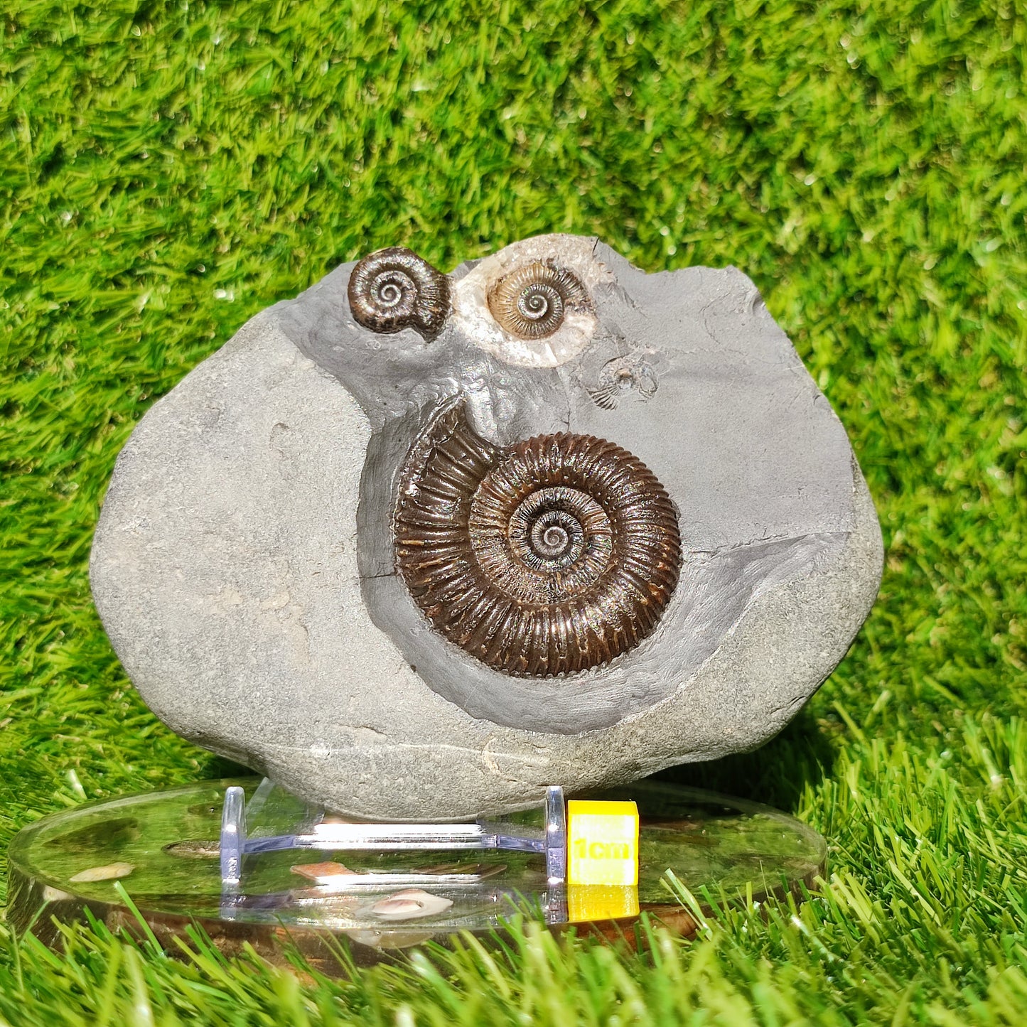 Ammonite fossil multi block Whitby Your fossil