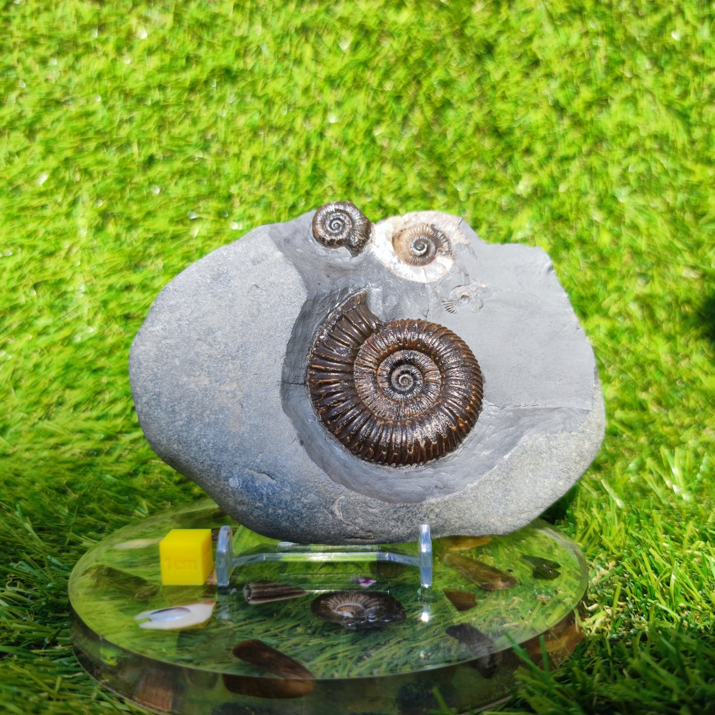 Ammonite fossil multi block Whitby Your fossil