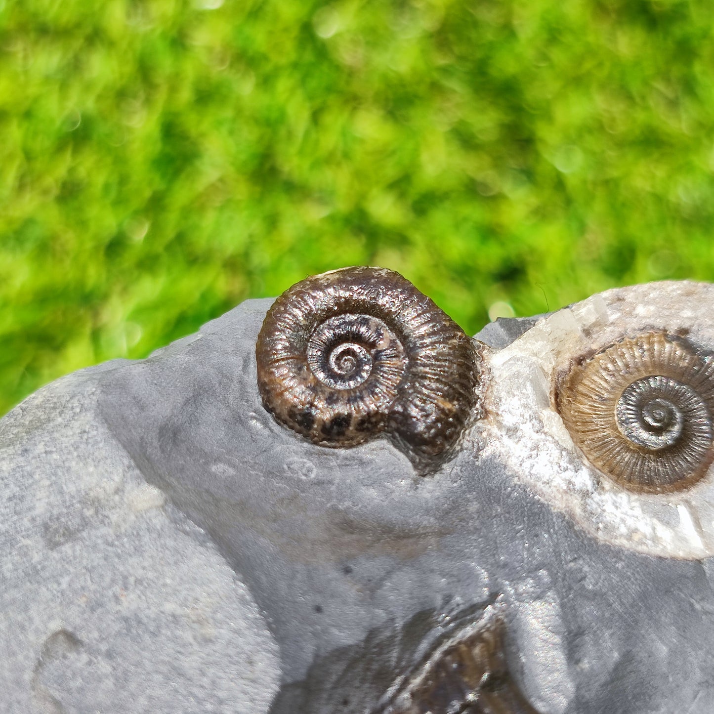 Ammonite fossil multi block Whitby Your fossil