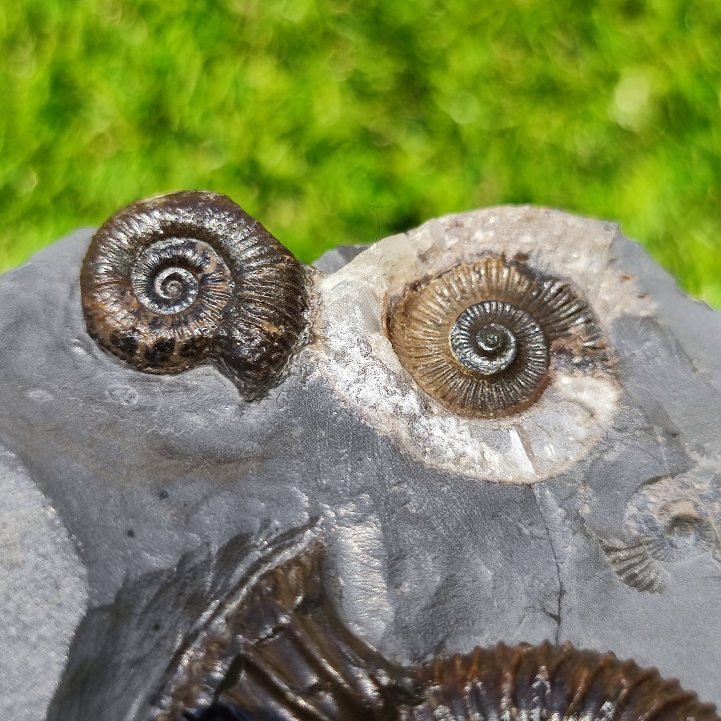 Ammonite fossil multi block Whitby Your fossil