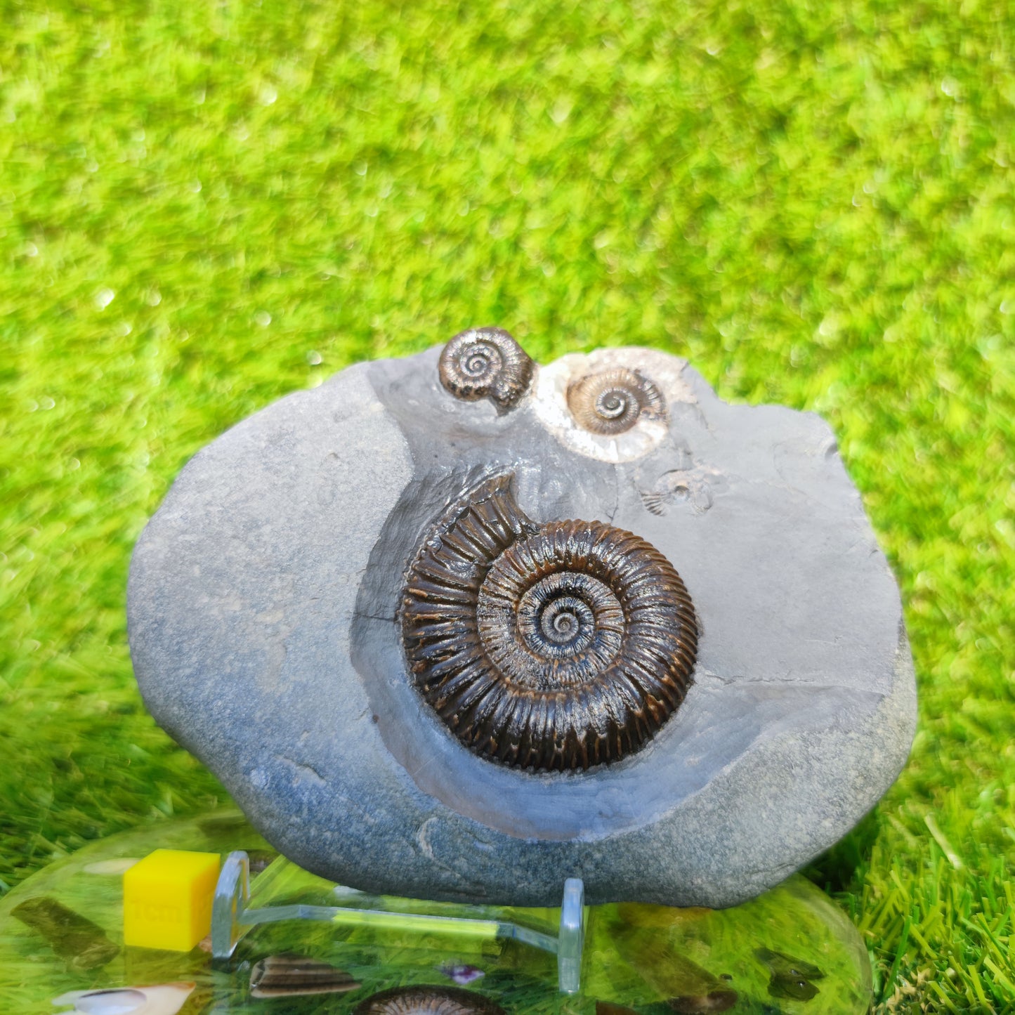 Ammonite fossil multi block Whitby Your fossil