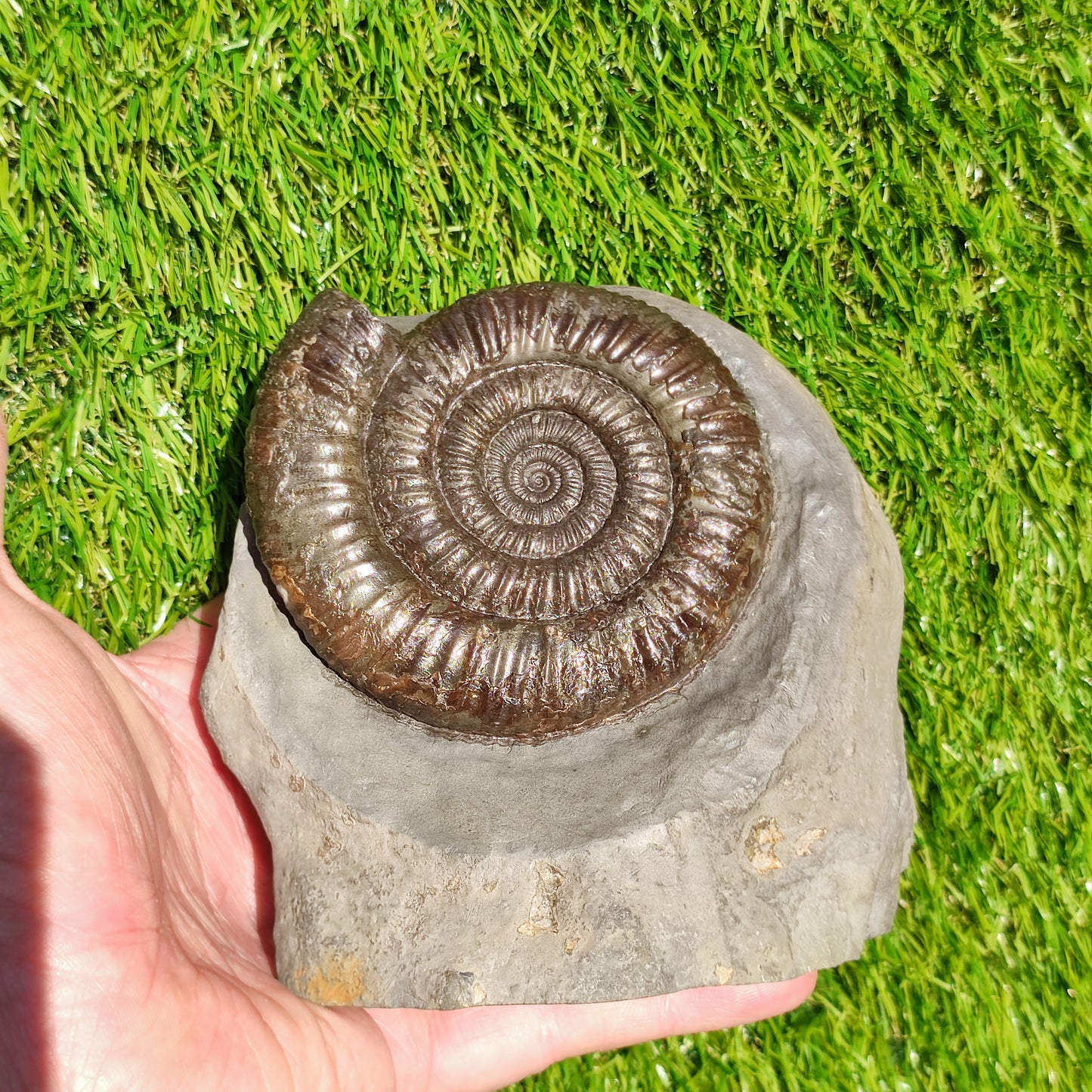 Big dactylioceras ammonite fosssil Whitby on cut base