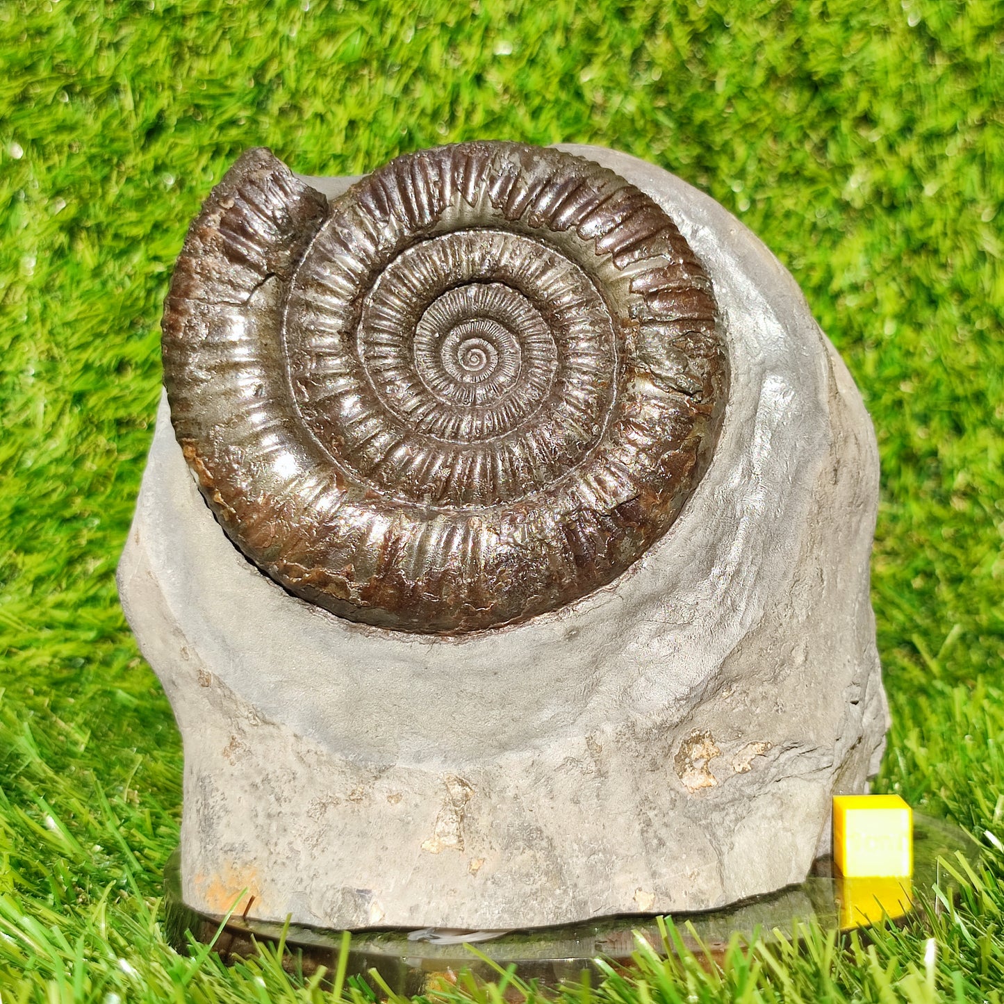 Big dactylioceras ammonite fosssil Whitby on cut base