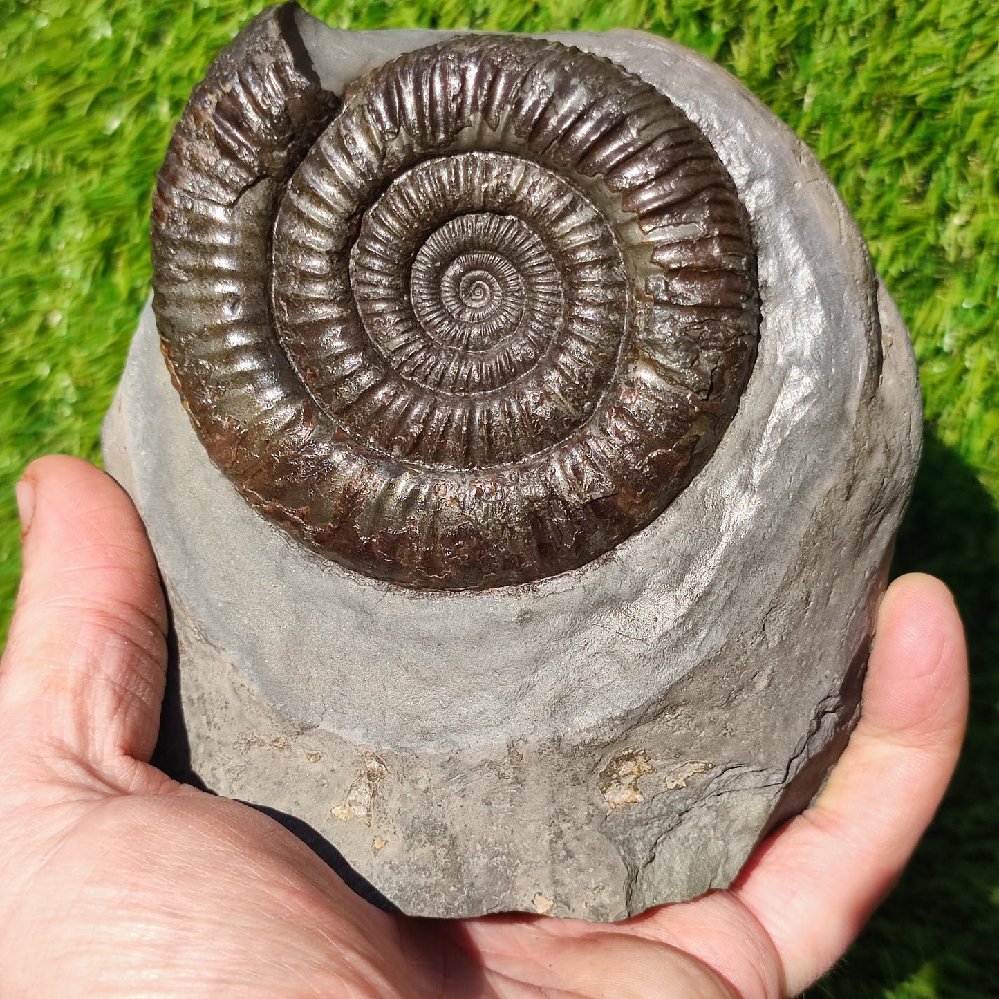 Big dactylioceras ammonite fosssil Whitby on cut base