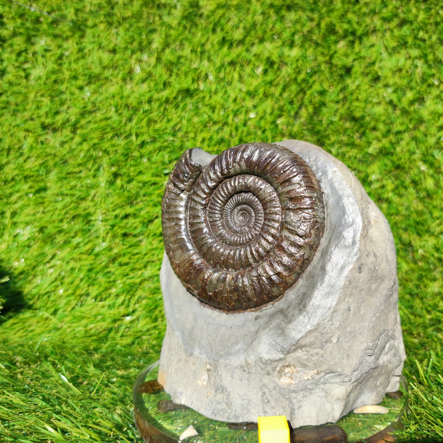 Big dactylioceras ammonite fosssil Whitby on cut base