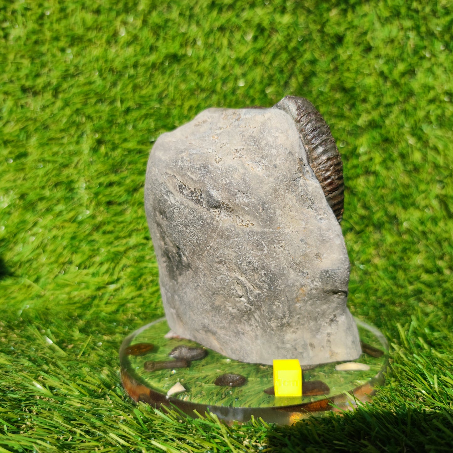 Big dactylioceras ammonite fosssil Whitby on cut base