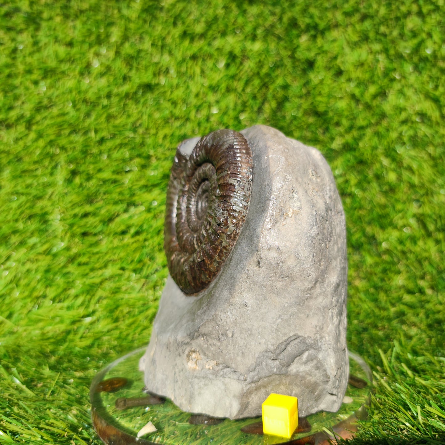 Big dactylioceras ammonite fosssil Whitby on cut base