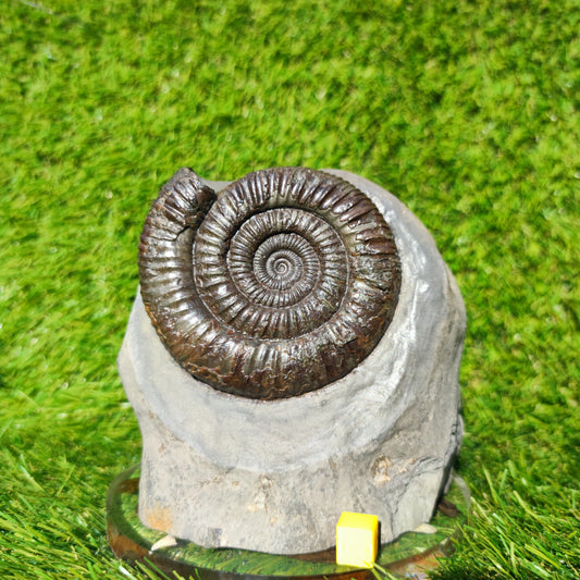 Big dactylioceras ammonite fosssil Whitby on cut base