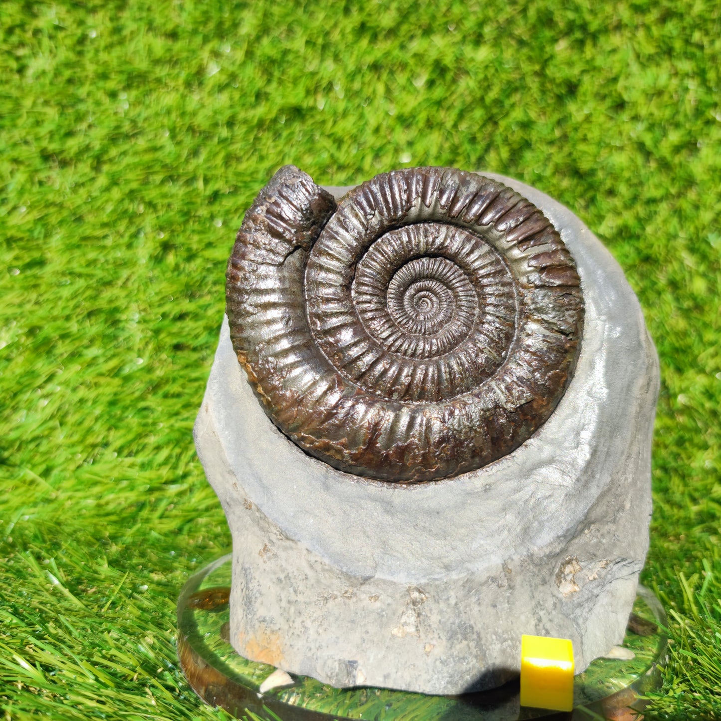 Big dactylioceras ammonite fosssil Whitby on cut base