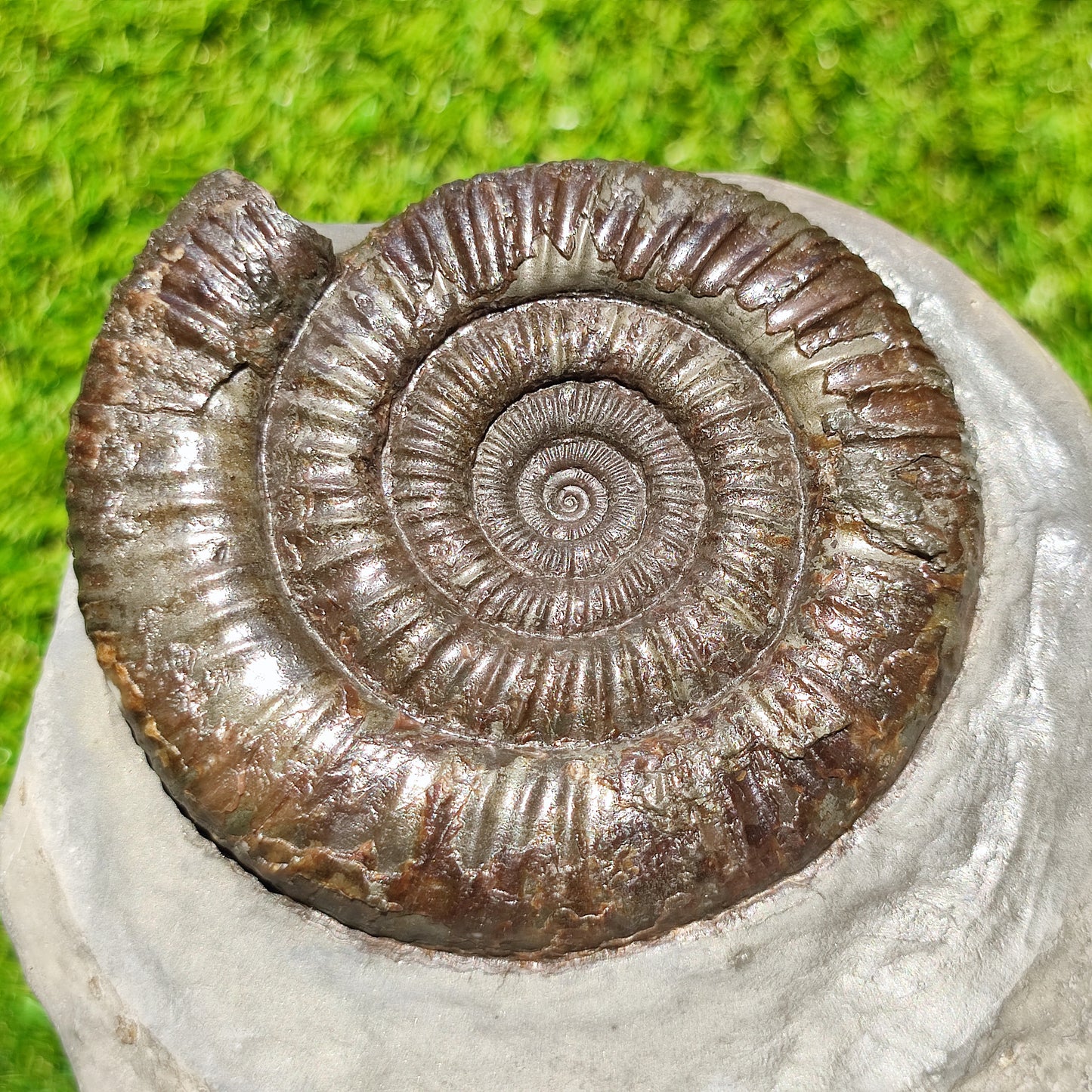 Big dactylioceras ammonite fosssil Whitby on cut base
