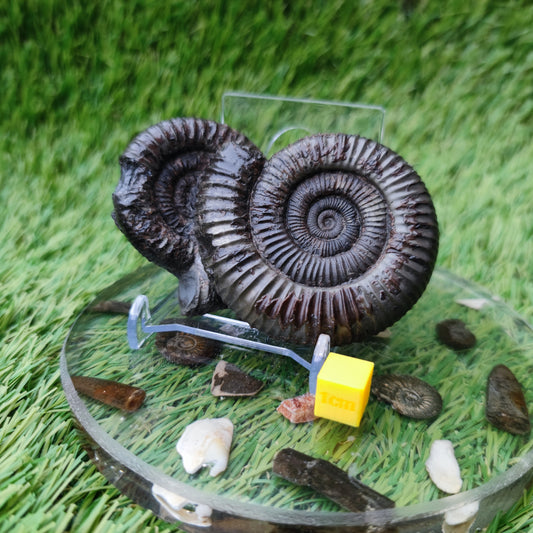 Double ammonite fossil Jurassic coast Whitby