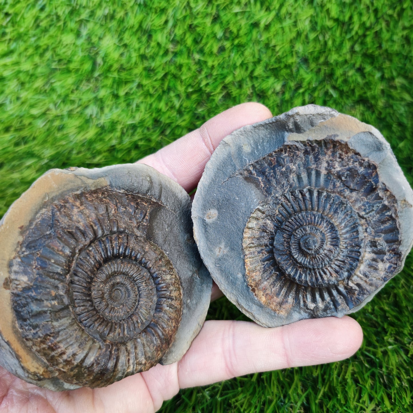 Large dactylioceras sp split pair ammonite fossil Yorkshire