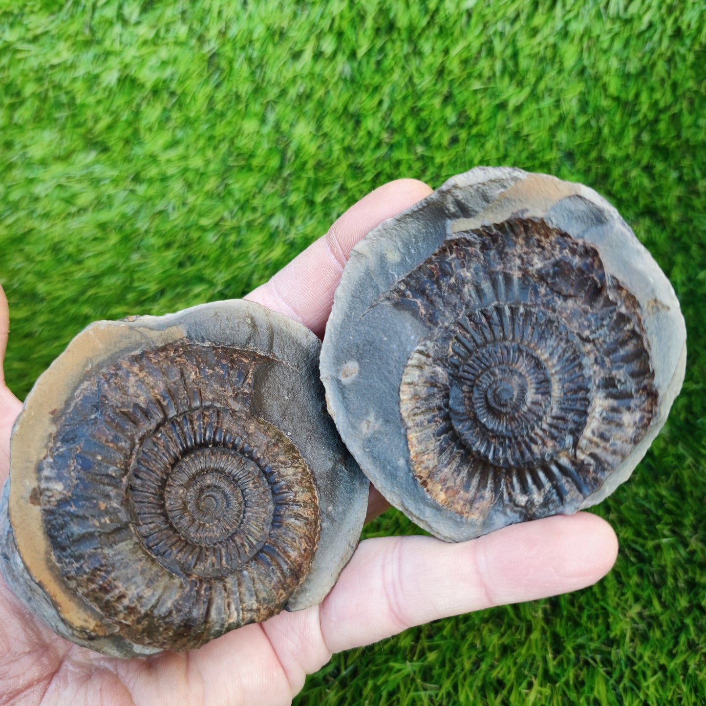 Large dactylioceras sp split pair ammonite fossil Yorkshire