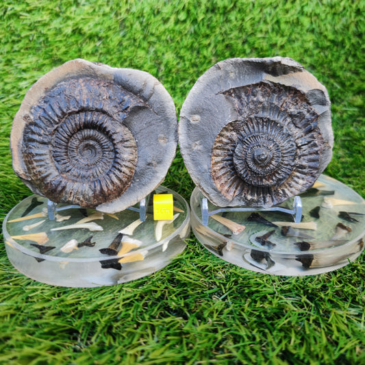 Large dactylioceras sp split pair ammonite fossil Yorkshire