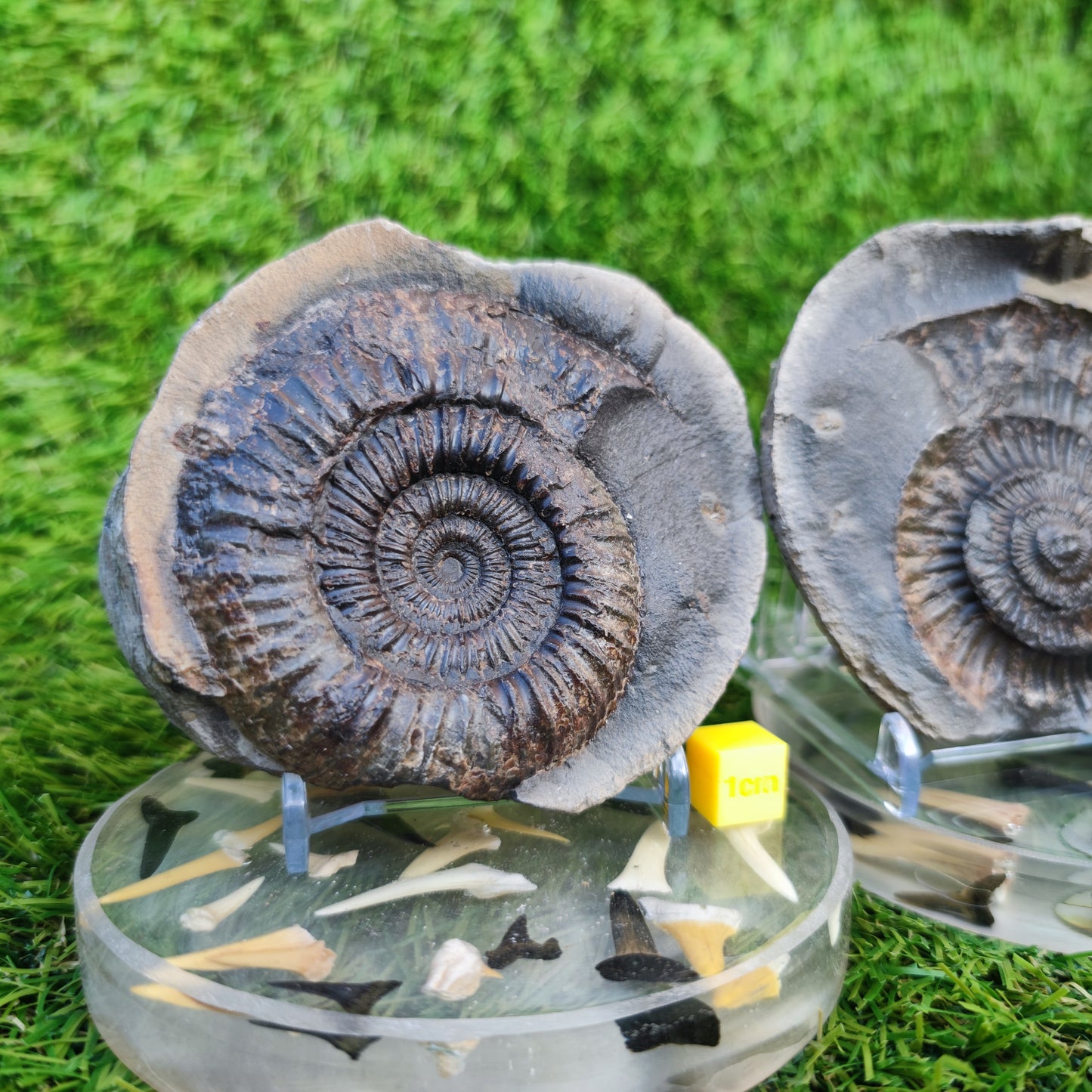 Large dactylioceras sp split pair ammonite fossil Yorkshire