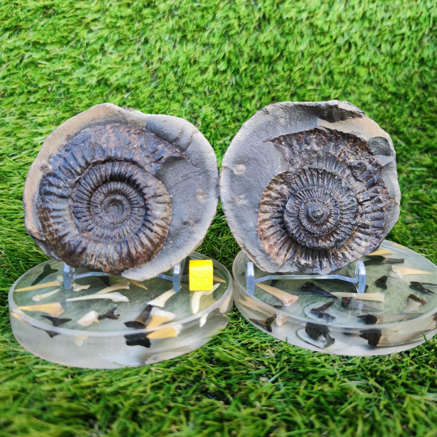 Large dactylioceras sp split pair ammonite fossil Yorkshire