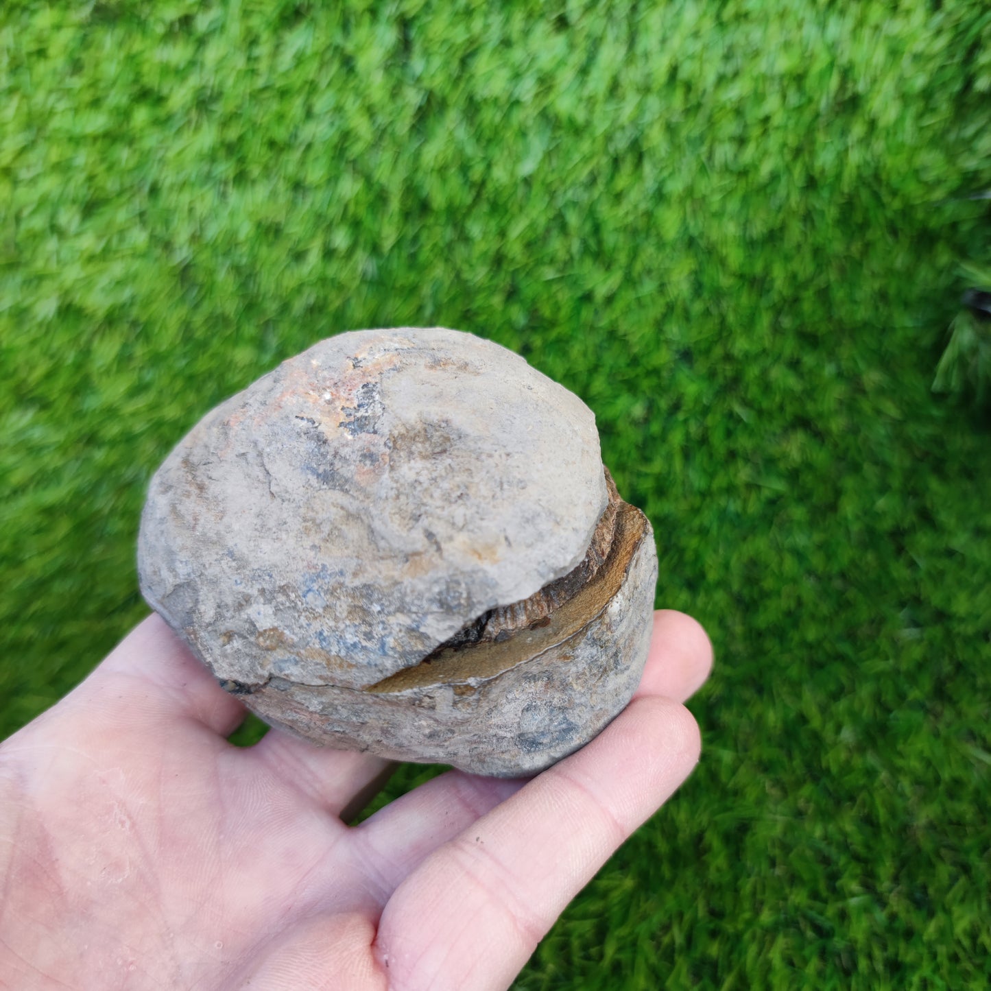 Large dactylioceras sp split pair ammonite fossil Yorkshire
