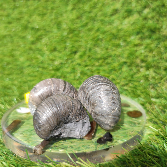 Gryphea devils toe nails bundle x3 Redcar Yorkshire