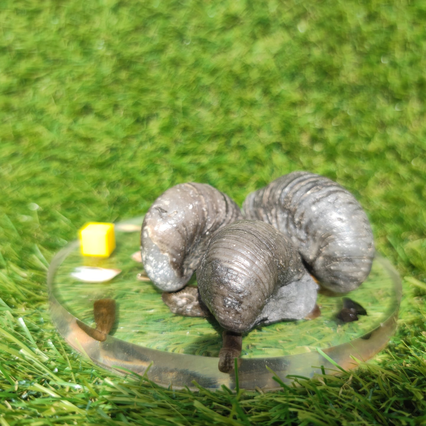 Gryphea devils toe nails bundle x3 Redcar Yorkshire