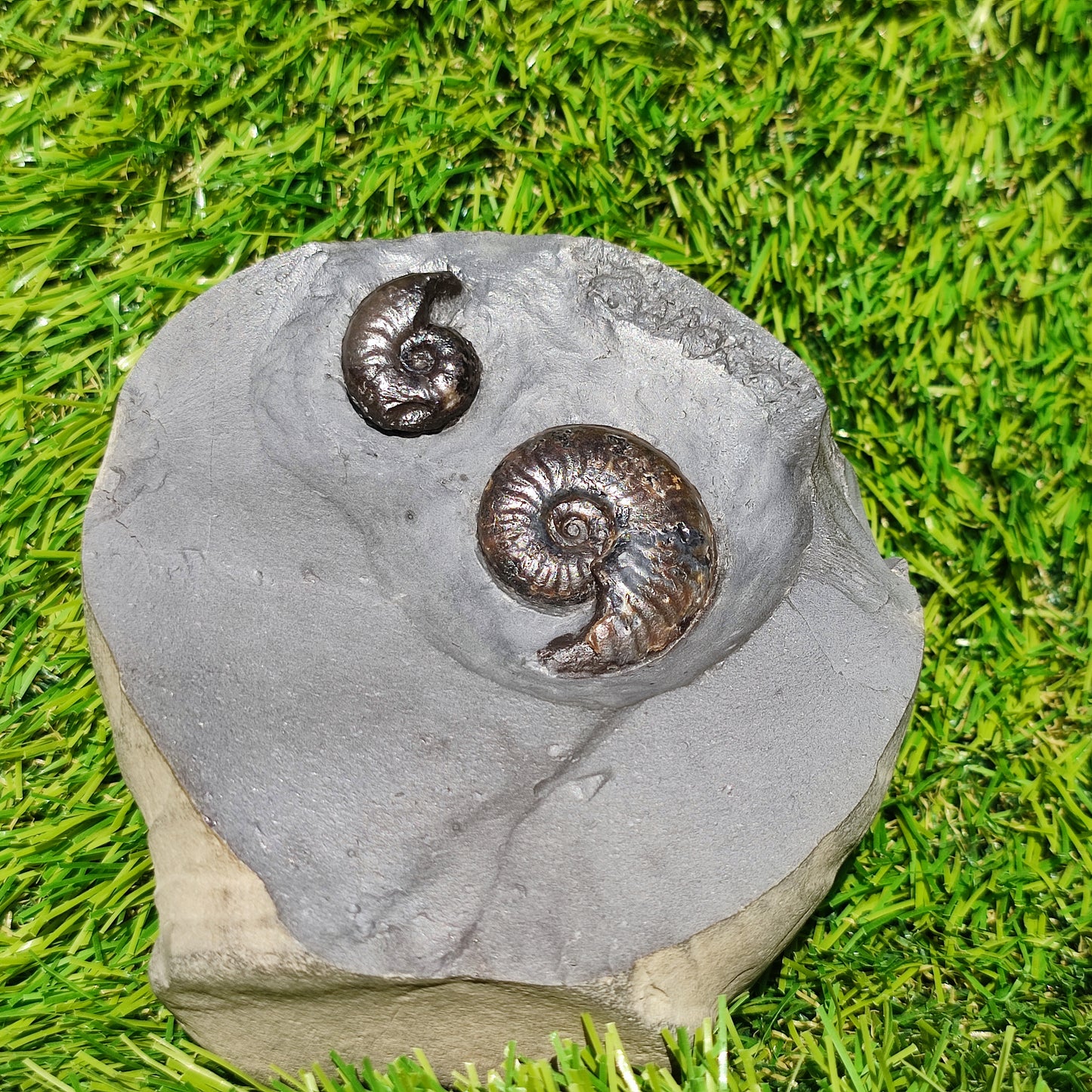 Eleganticeras ammonite fossil duo Whitby