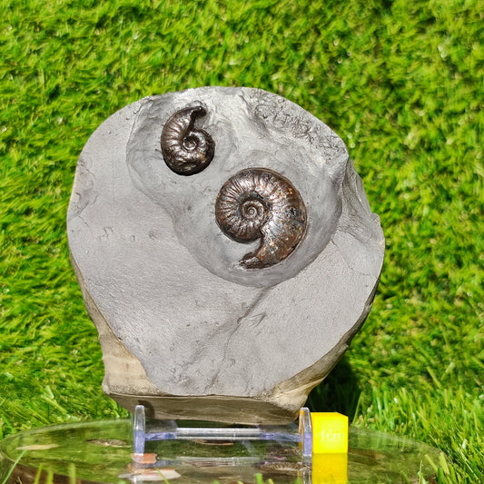 Eleganticeras ammonite fossil duo Whitby