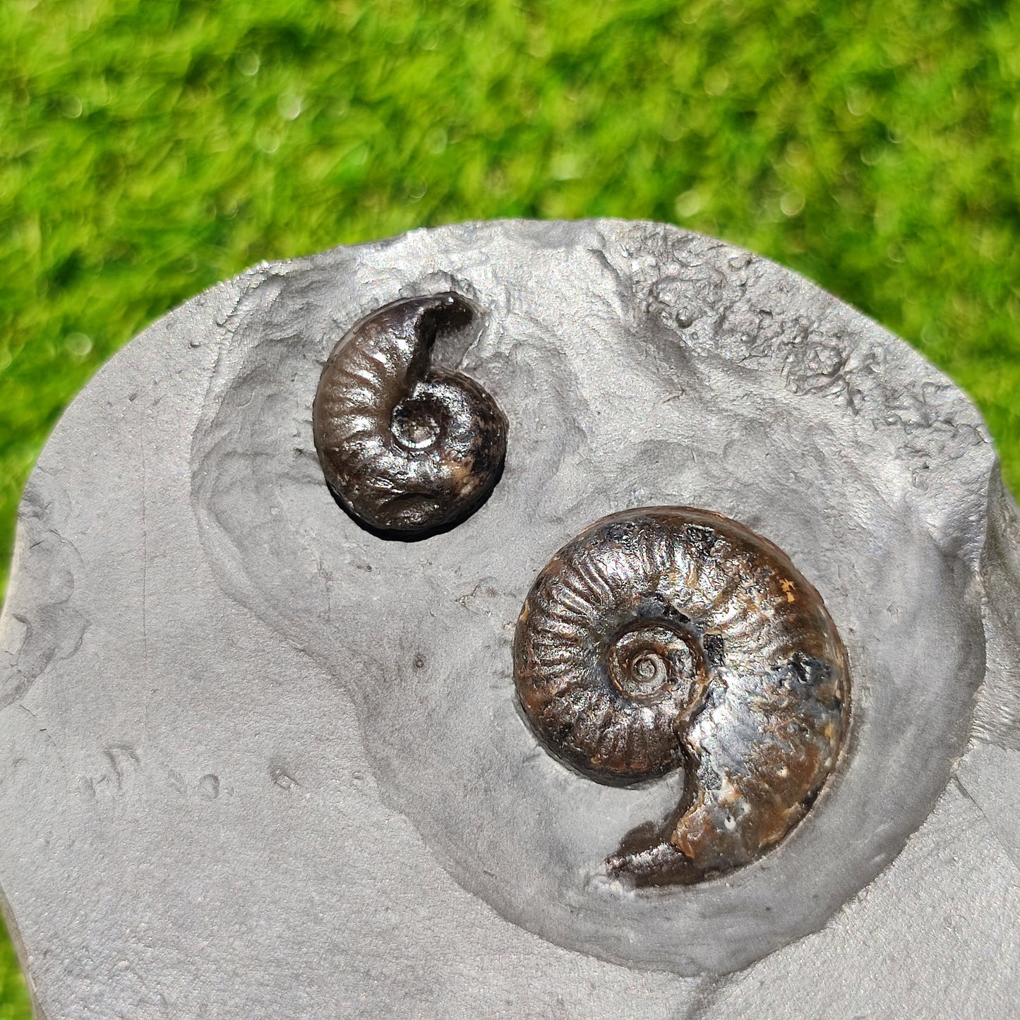 Eleganticeras ammonite fossil duo Whitby