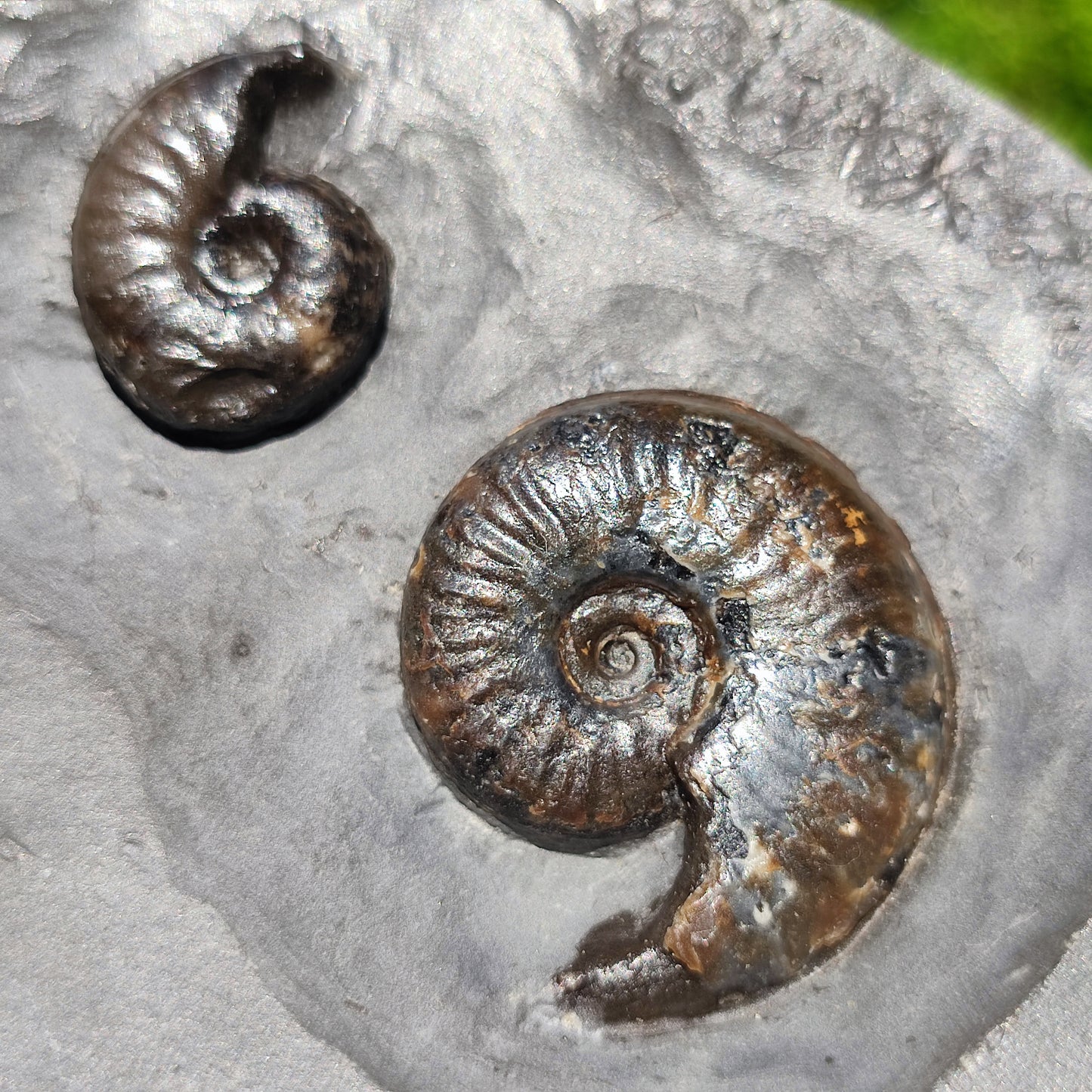 Eleganticeras ammonite fossil duo Whitby
