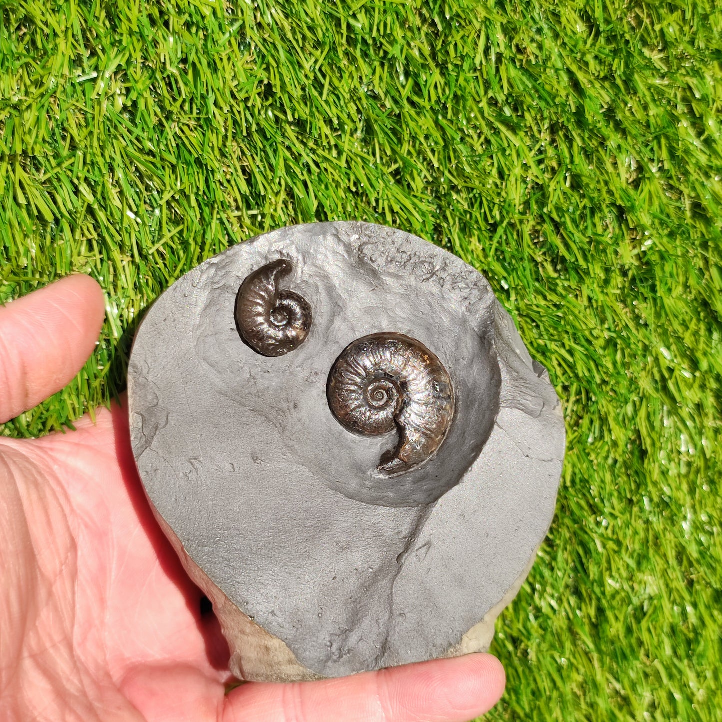 Eleganticeras ammonite fossil duo Whitby
